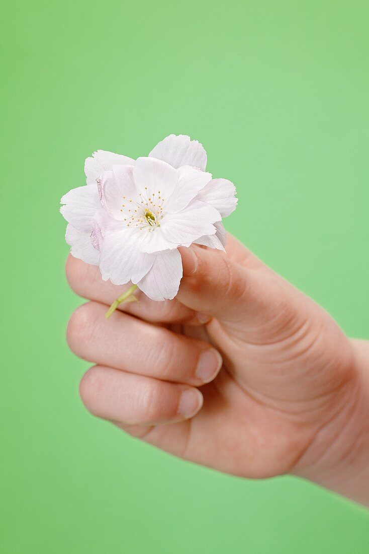 Hand holding a white flower