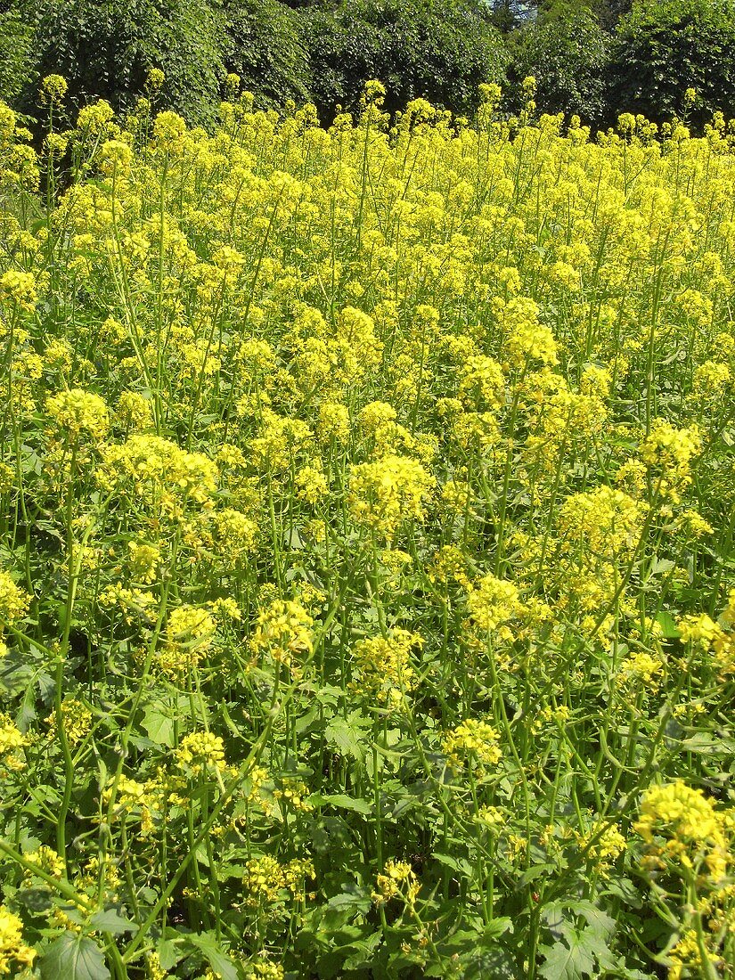 Field of oilseed rape