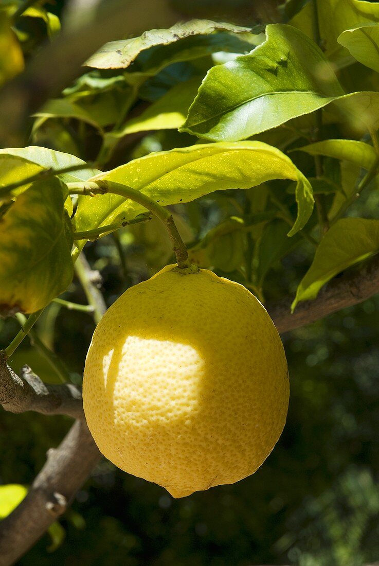 Ripe lemon on the tree (close-up)