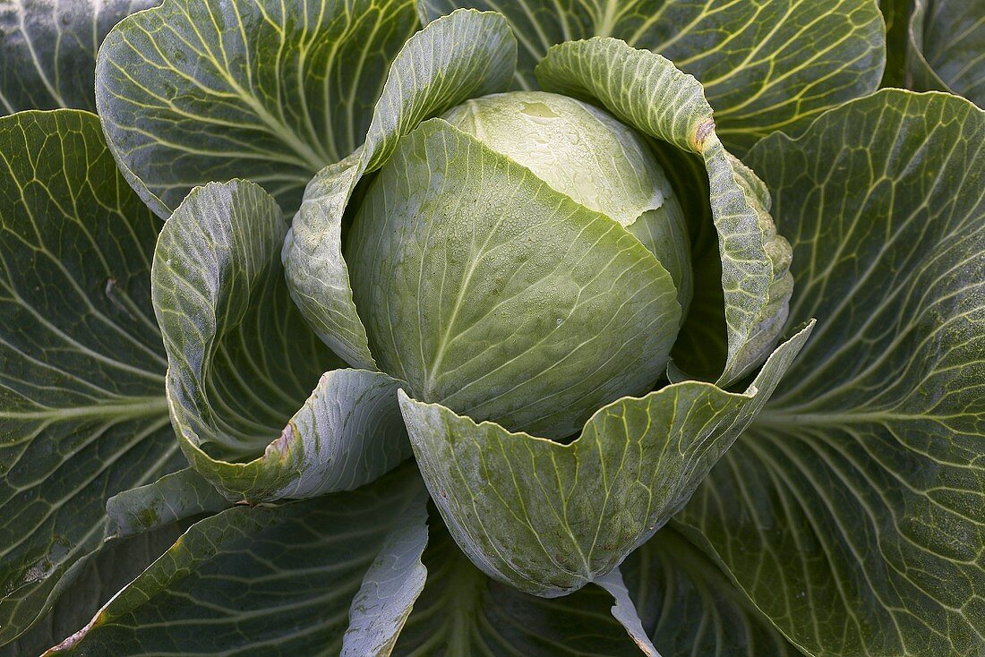 Cabbage from above