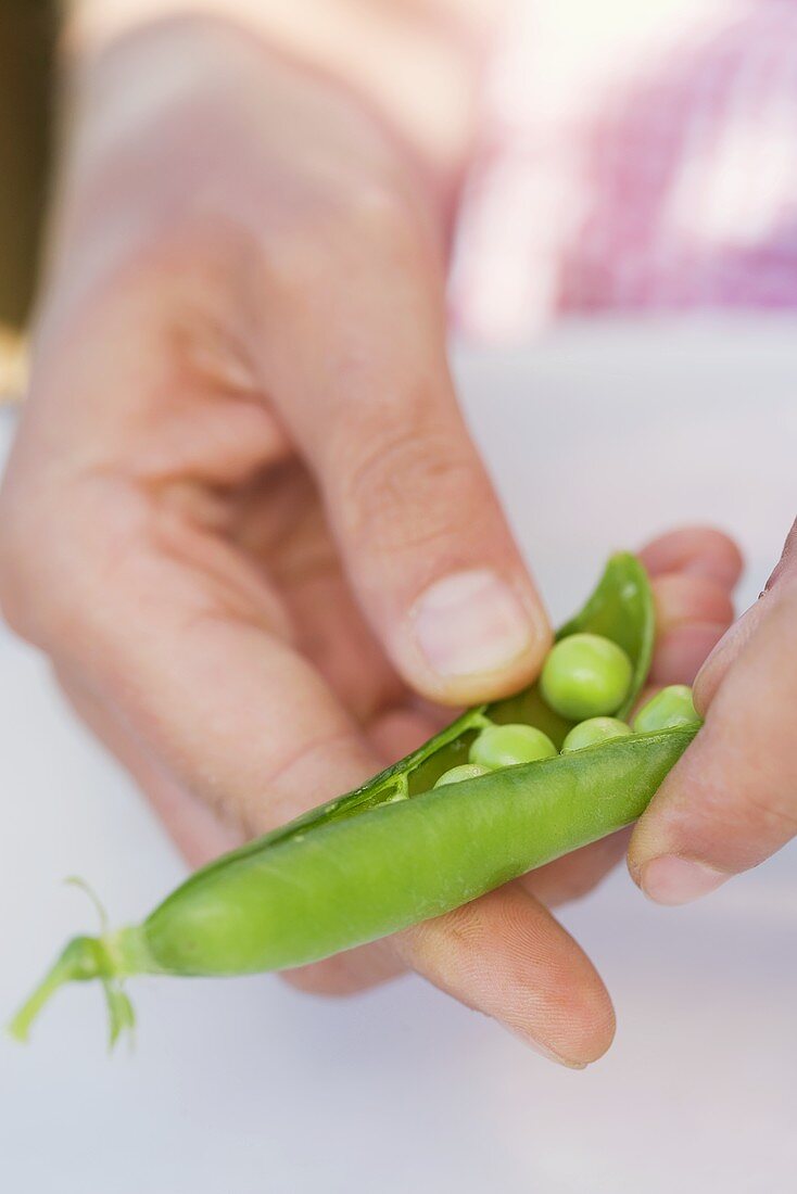Hands shelling peas