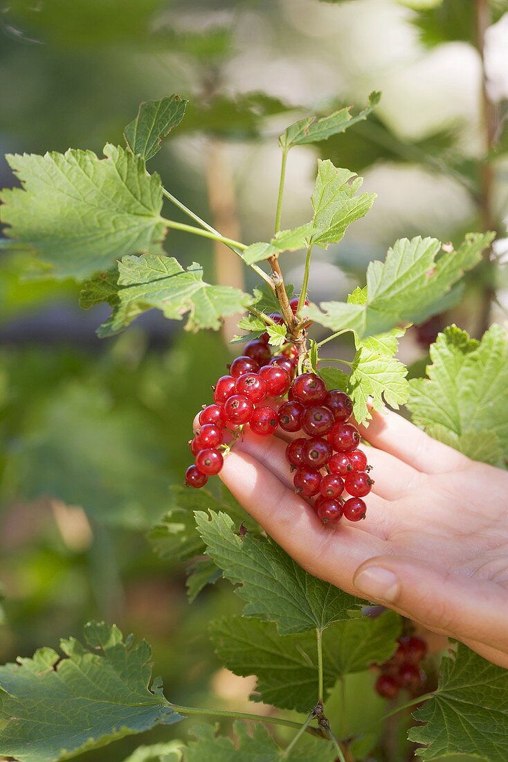 Hand reaching for redcurrants on the bush