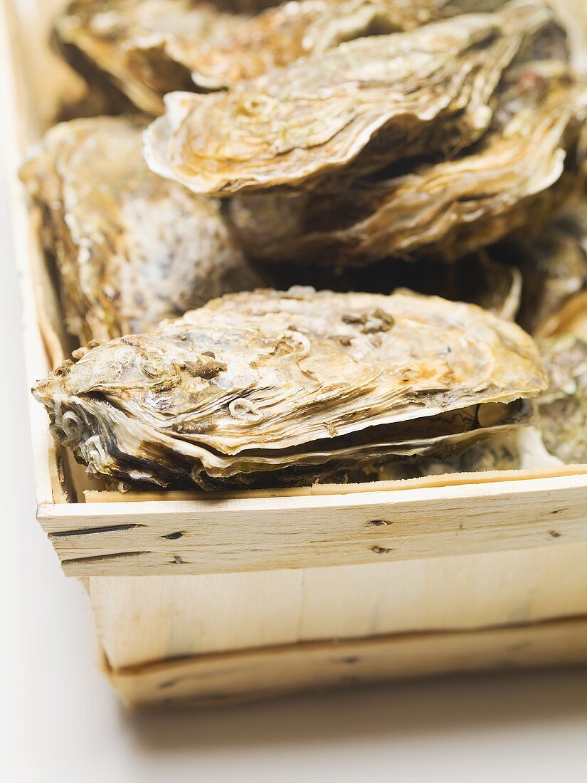 Fresh oysters in woodchip basket (detail)