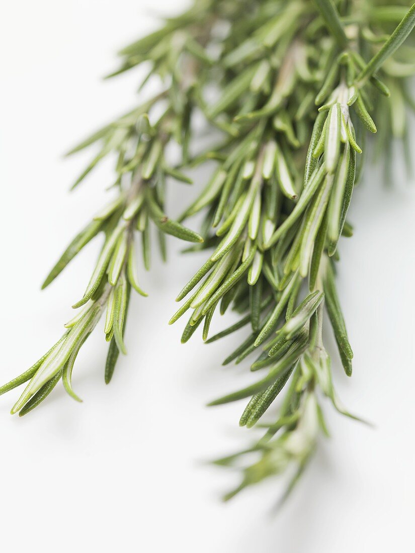 Several sprigs of rosemary (detail)