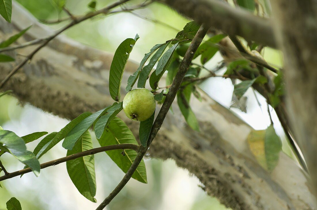 Guave am Baum