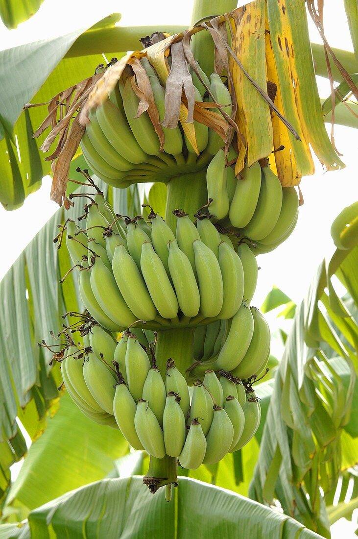 Unripe bananas on the plant