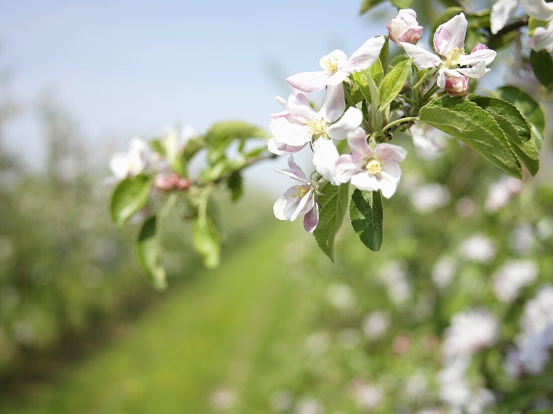 Apple orchard with flowering apple trees