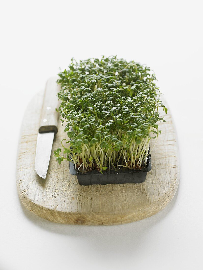 Cress in a plastic tray