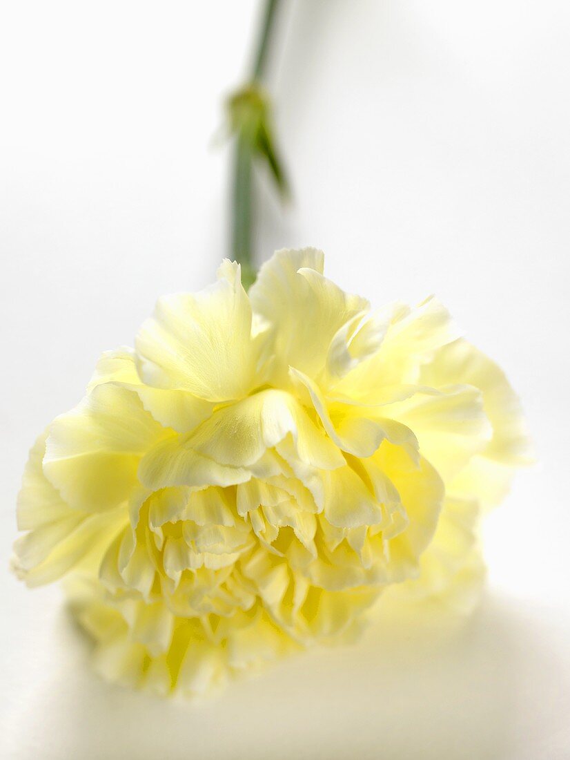 Carnation