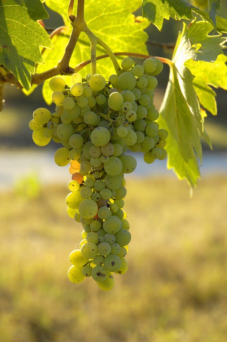 Trebbiano Trauben vom Weingut Villa Pillo, Toskana, Italien