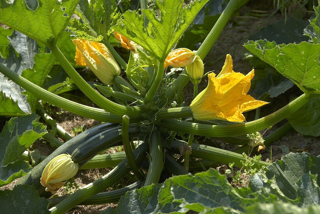 Courgette plant with courgettes and flowers