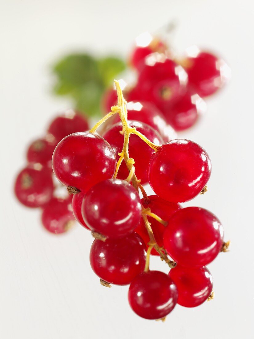 Rote Johannisbeeren (Close Up)