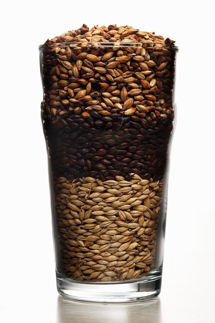 Pint beer glass filled with malted barley (roasted to different degrees)