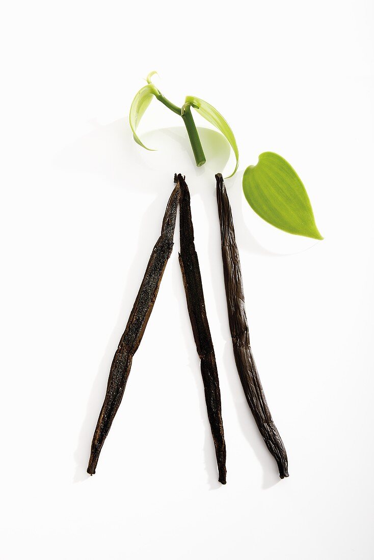 Vanilla pods with leaves