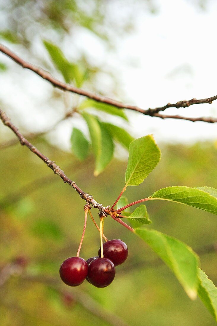 Cherries on the Tree