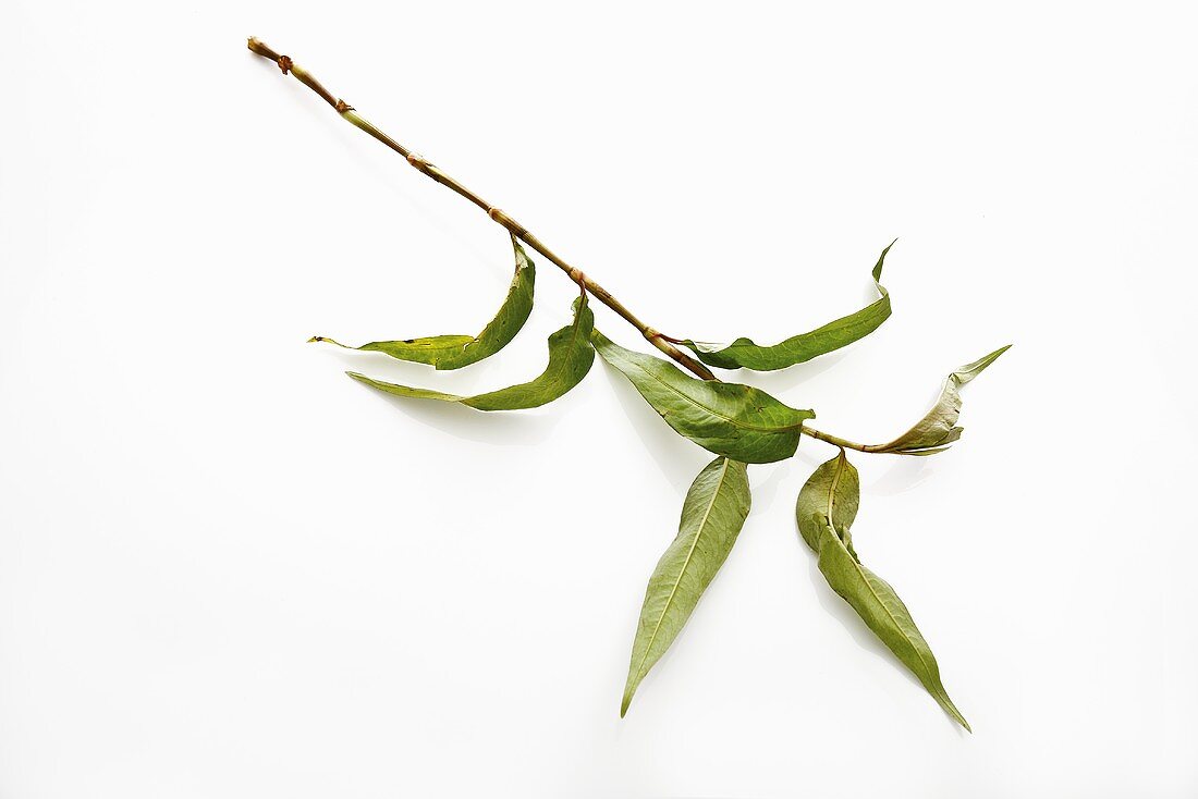Praew Blätter (vietnamesischer Koriander)