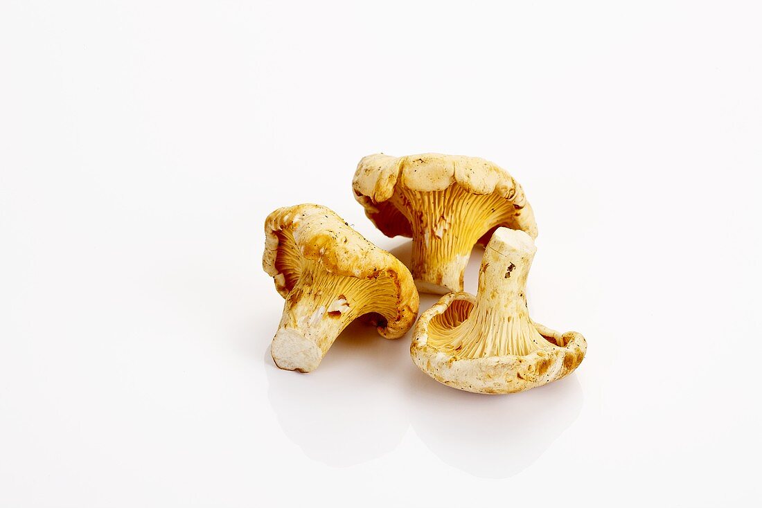 Three chanterelles