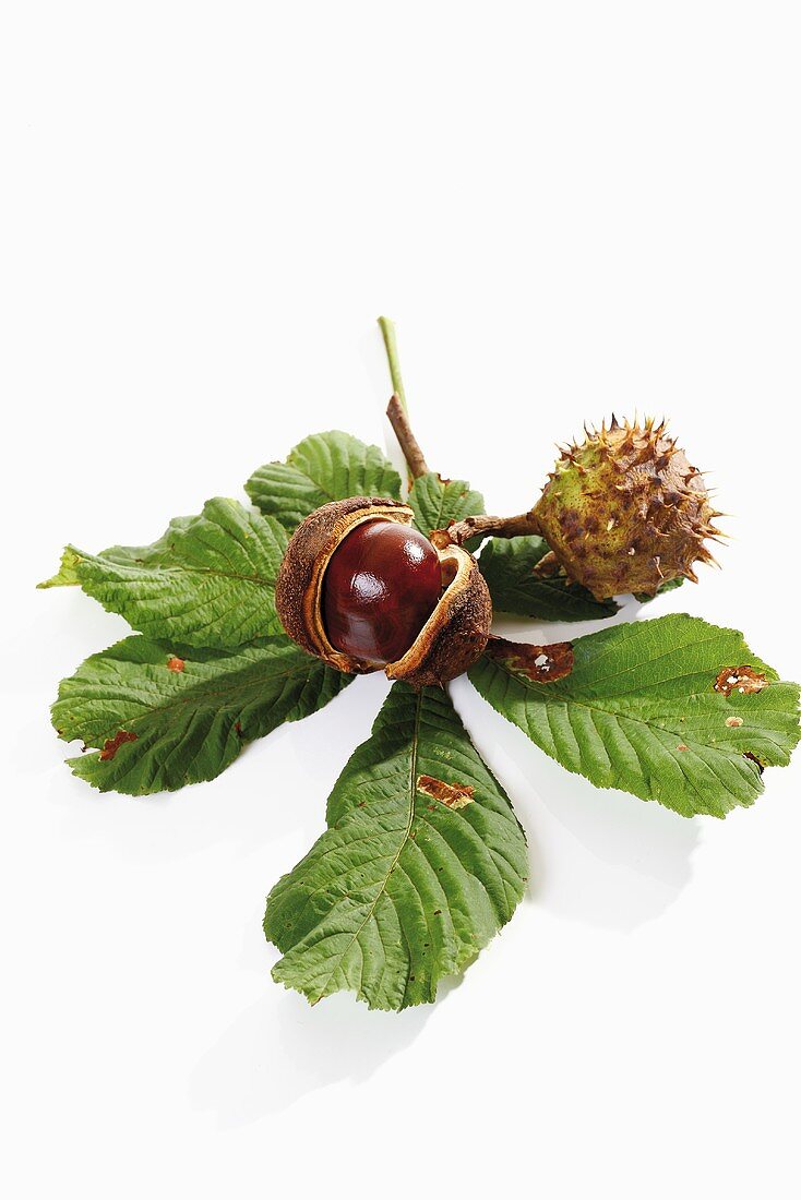 Horse chestnuts with leaves