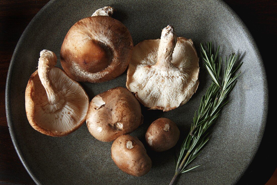 Mehrere Shiitake-Pilze und ein Zweig Rosmarin