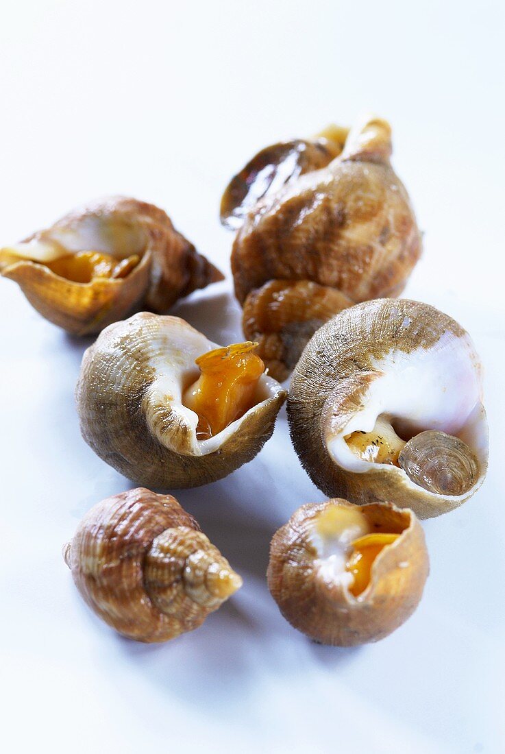 Several fresh sea snails