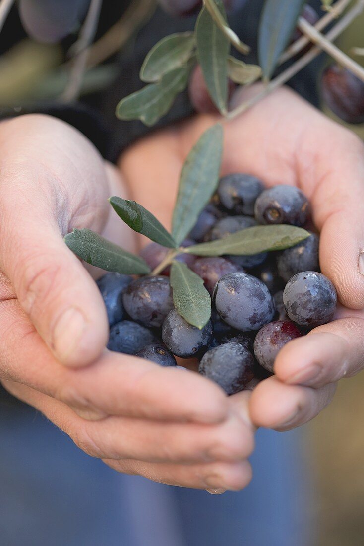 Hands holding black olives