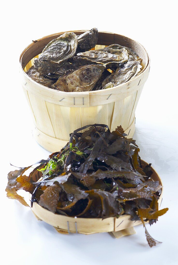 A basket of fresh oysters, seaweed