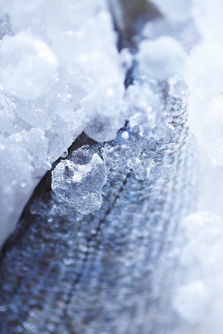 A fresh fish packed in ice