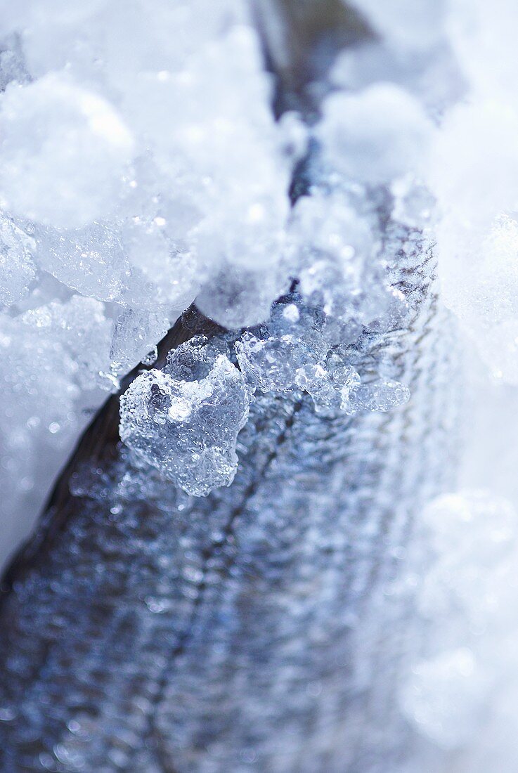 Ein frischer Fisch in Eis gepackt