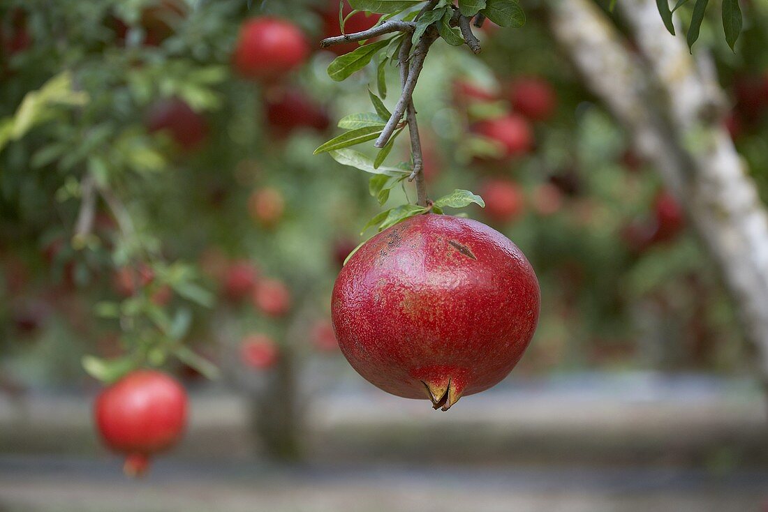 A pomegranate handing on a tree