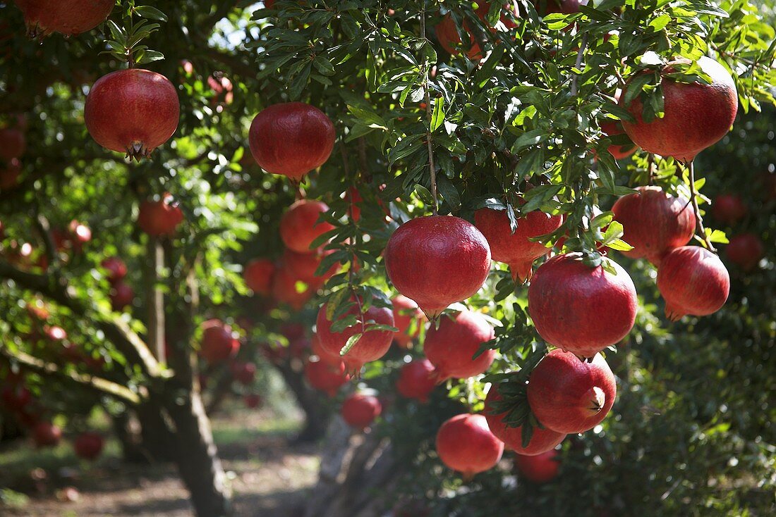 A pomegranate tree