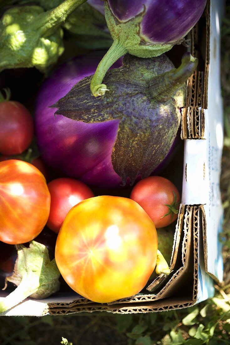 Auberginen und Heirloom Tomaten in Steige