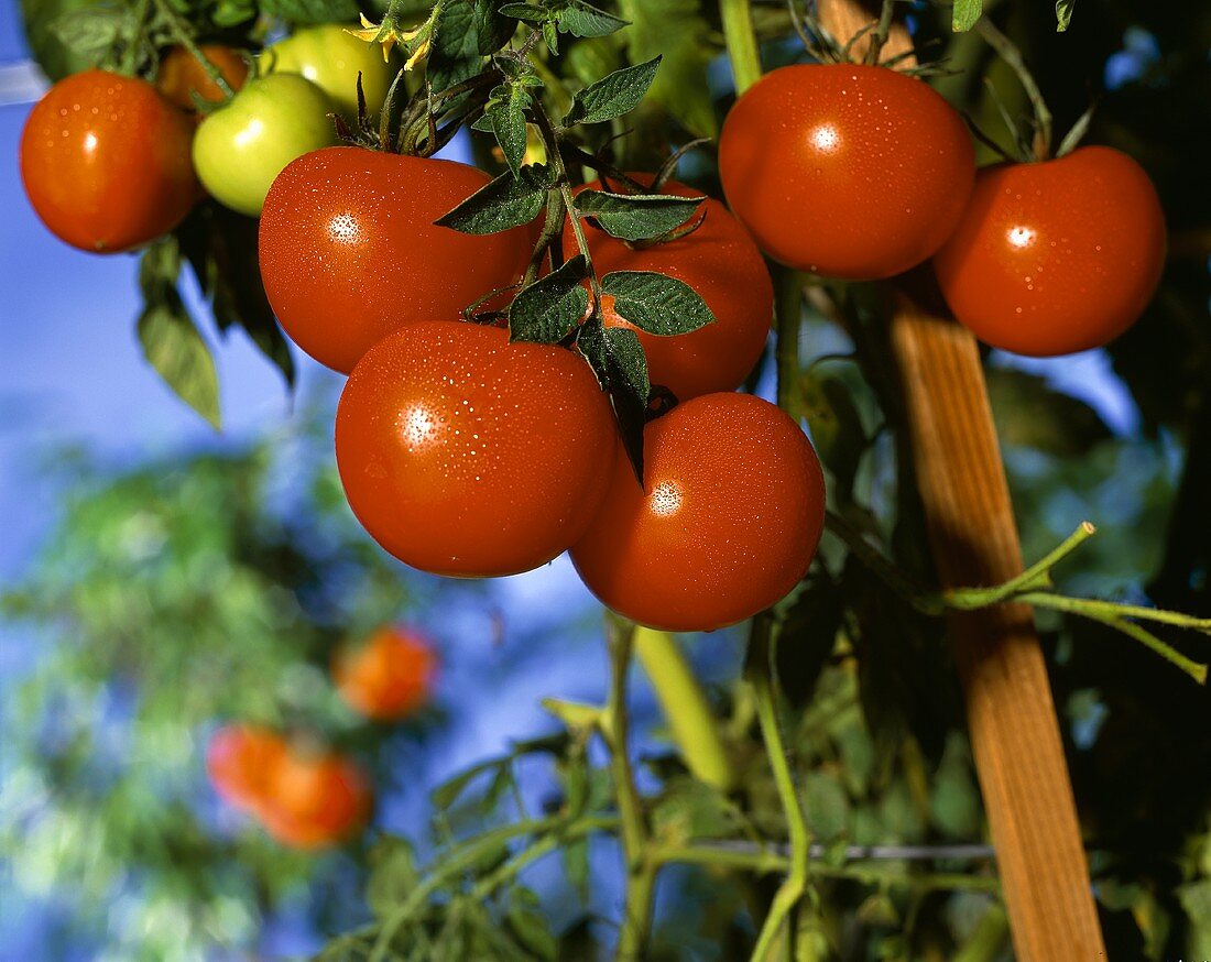 Red Tomatoes on the Vine