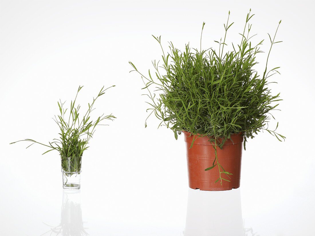 Lavender in pot and glass of water