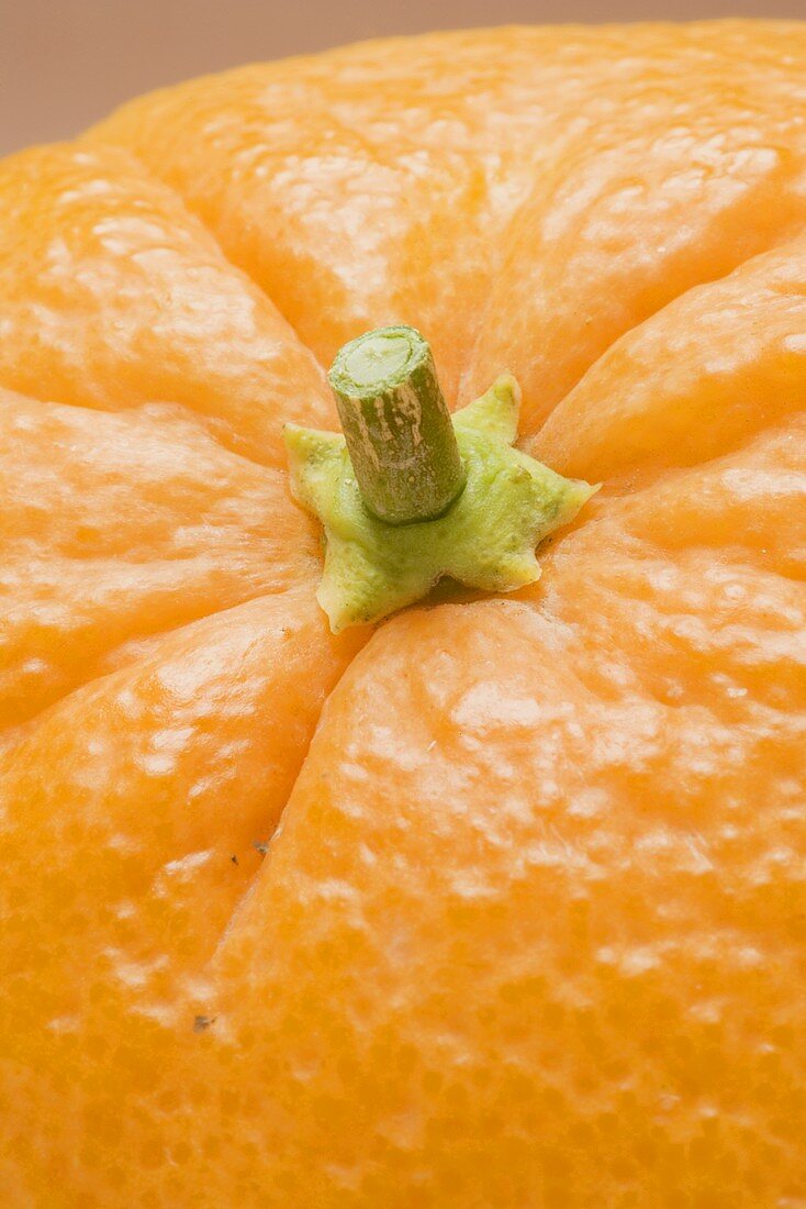 Orange (close-up of stalk)