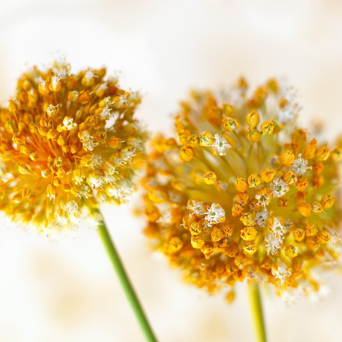 Garlic flowers (close-up)