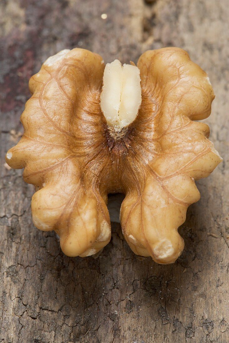 Half a shelled walnut (overhead view)