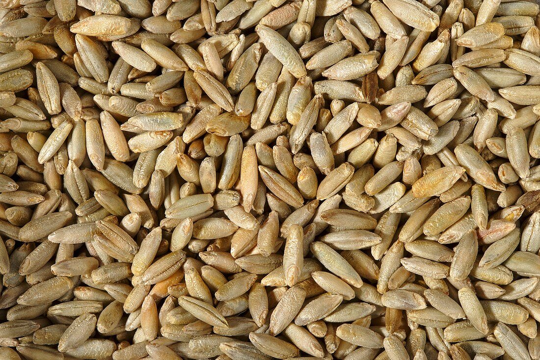 Grains of rye (full-frame)