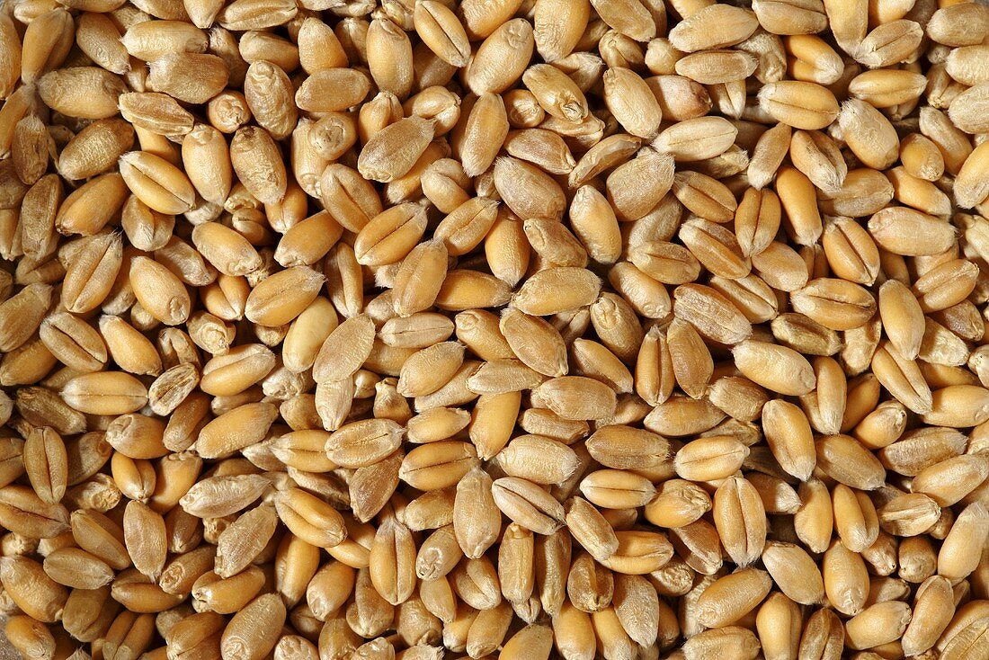 Grains of wheat (full-frame)