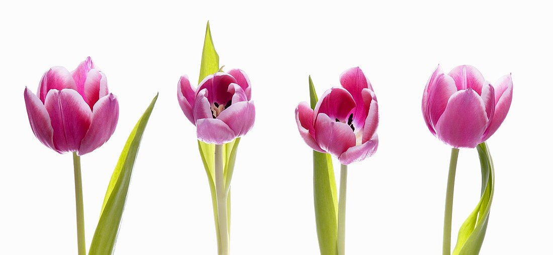 Pink Tulips on a White Background