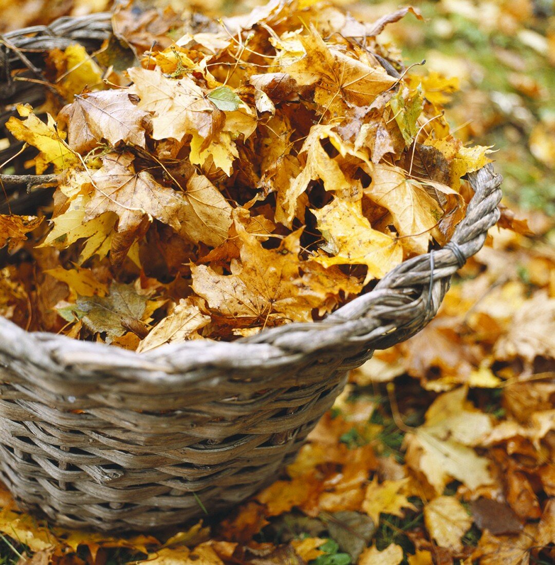 Basket of autumn leaves