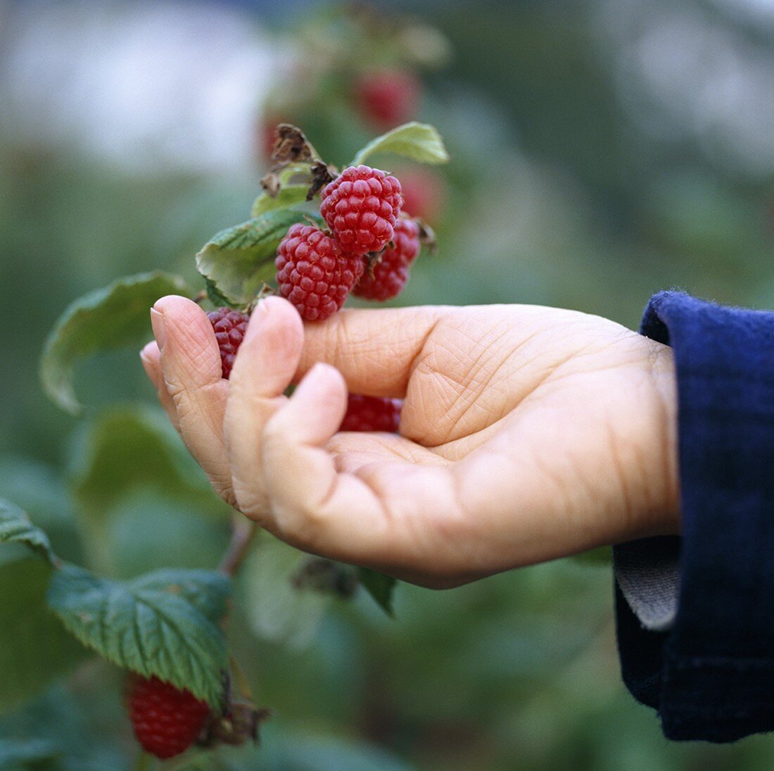 Picking raspberries