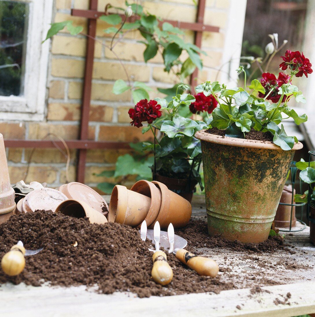 Geranie, Blumentöpfe, Erde und Gartenwerkzeuge