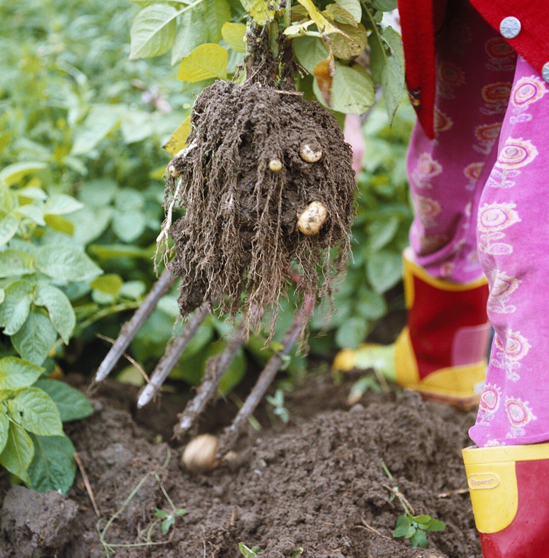 Frisch ausgegrabene Kartoffeln mit Erde auf Gartengabel