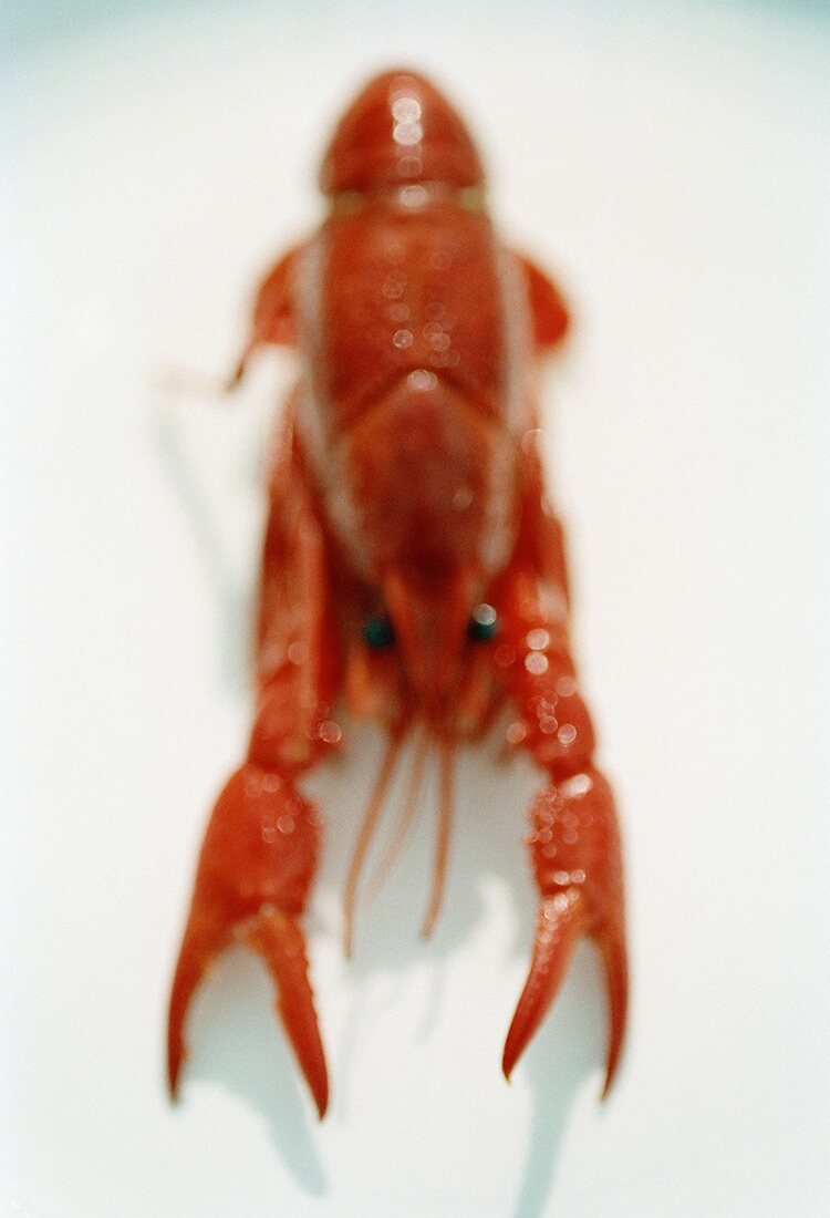 A freshwater crayfish