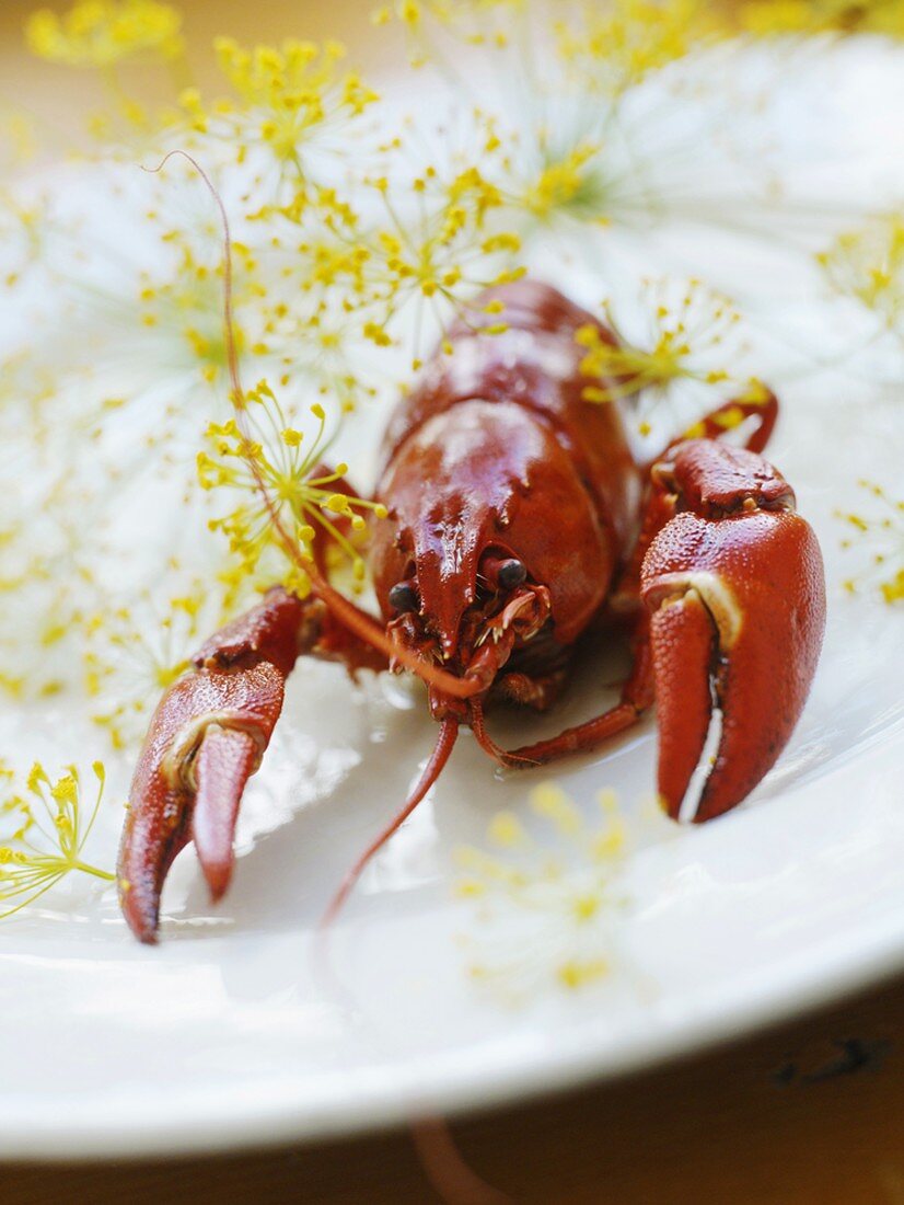 Cooked crayfish with dill
