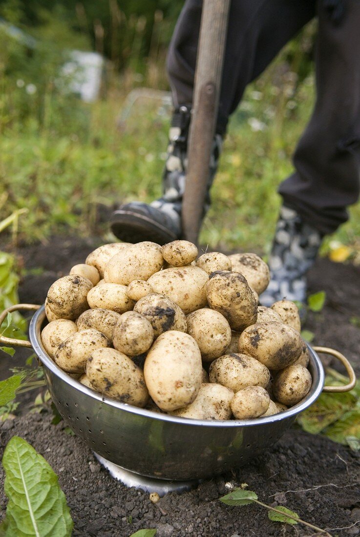 Digging up potatoes