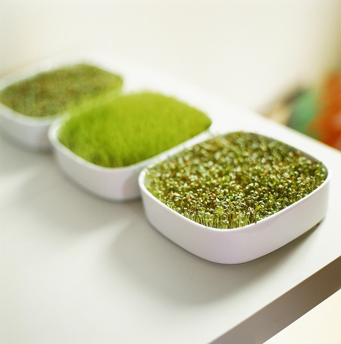 Cress and other sprouts growing in dishes