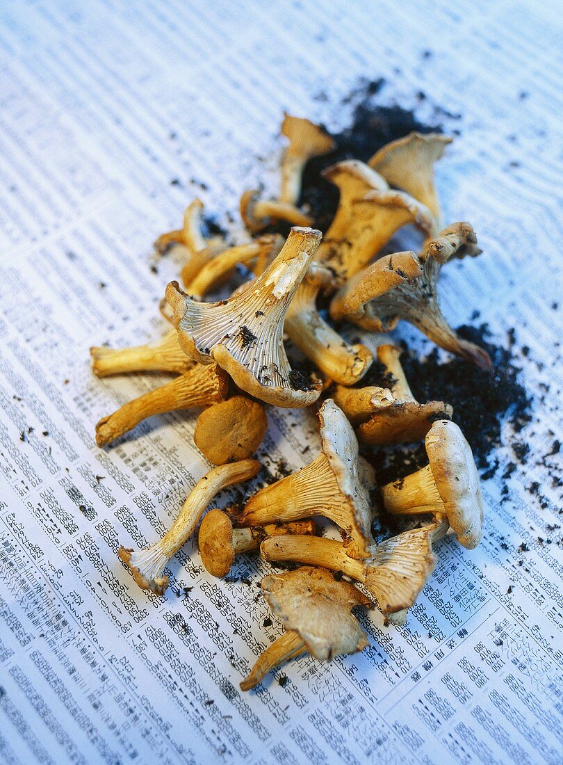 Fresh chanterelles with soil