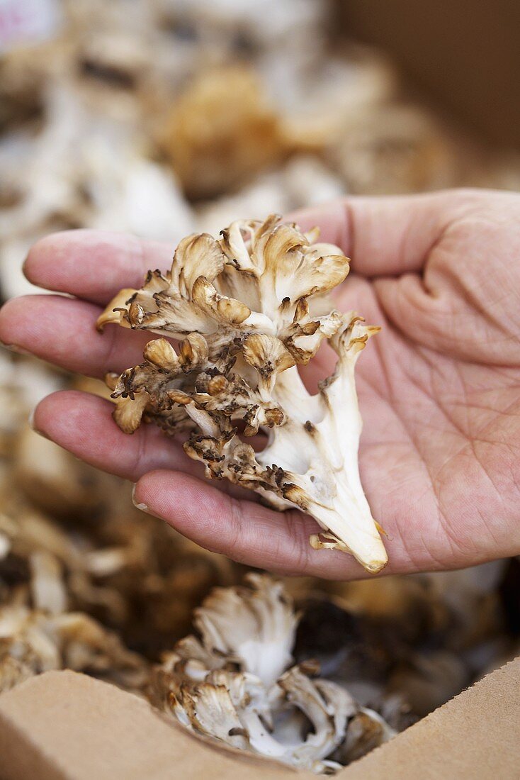 Hand hält Maitake-Pilz