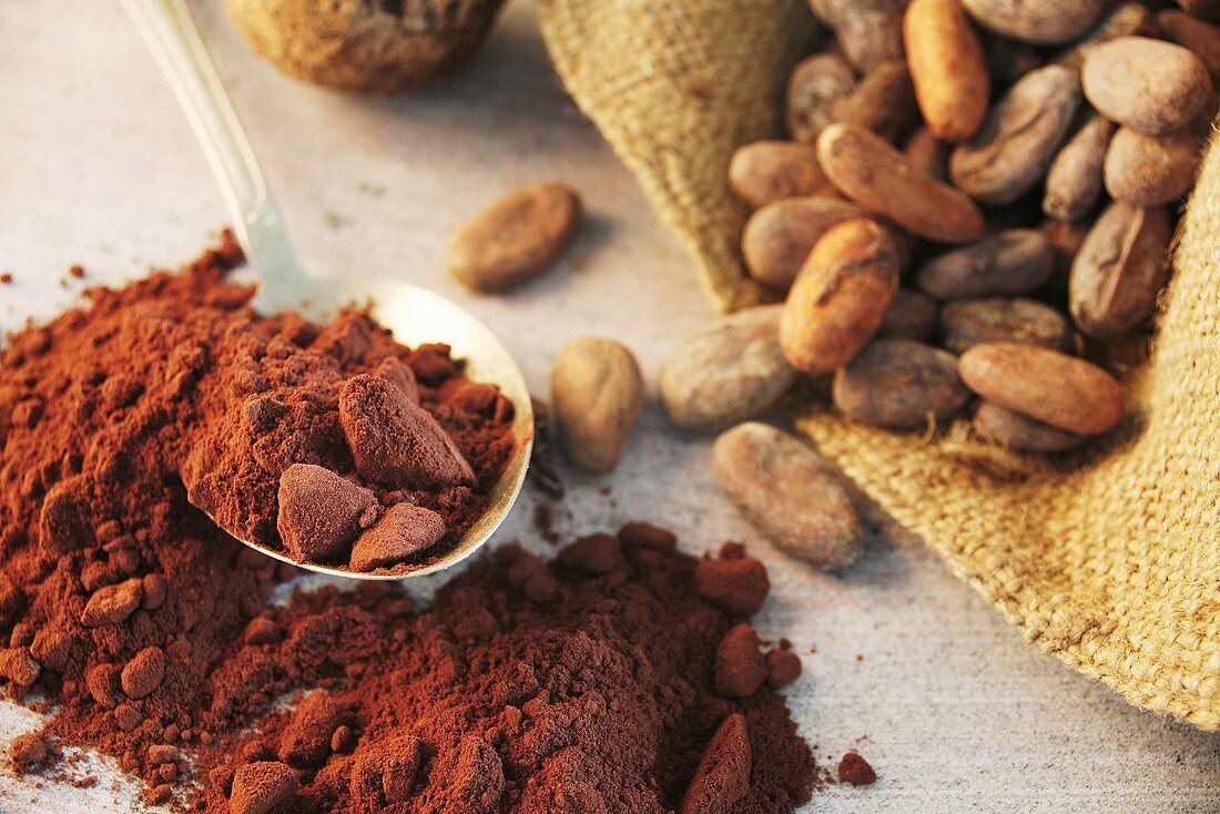 Roasted cocoa beans in jute sack and cocoa powder